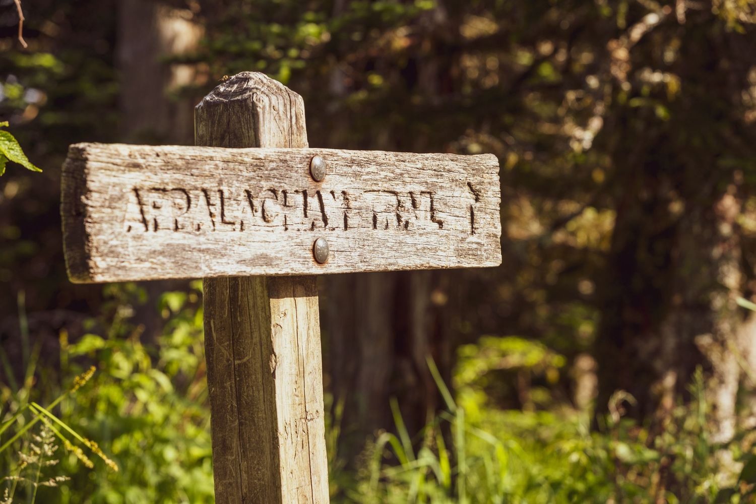 Weathered wooden Appalachian Trail sign post surrounded by lush green forest vegetation in natural sunlight.