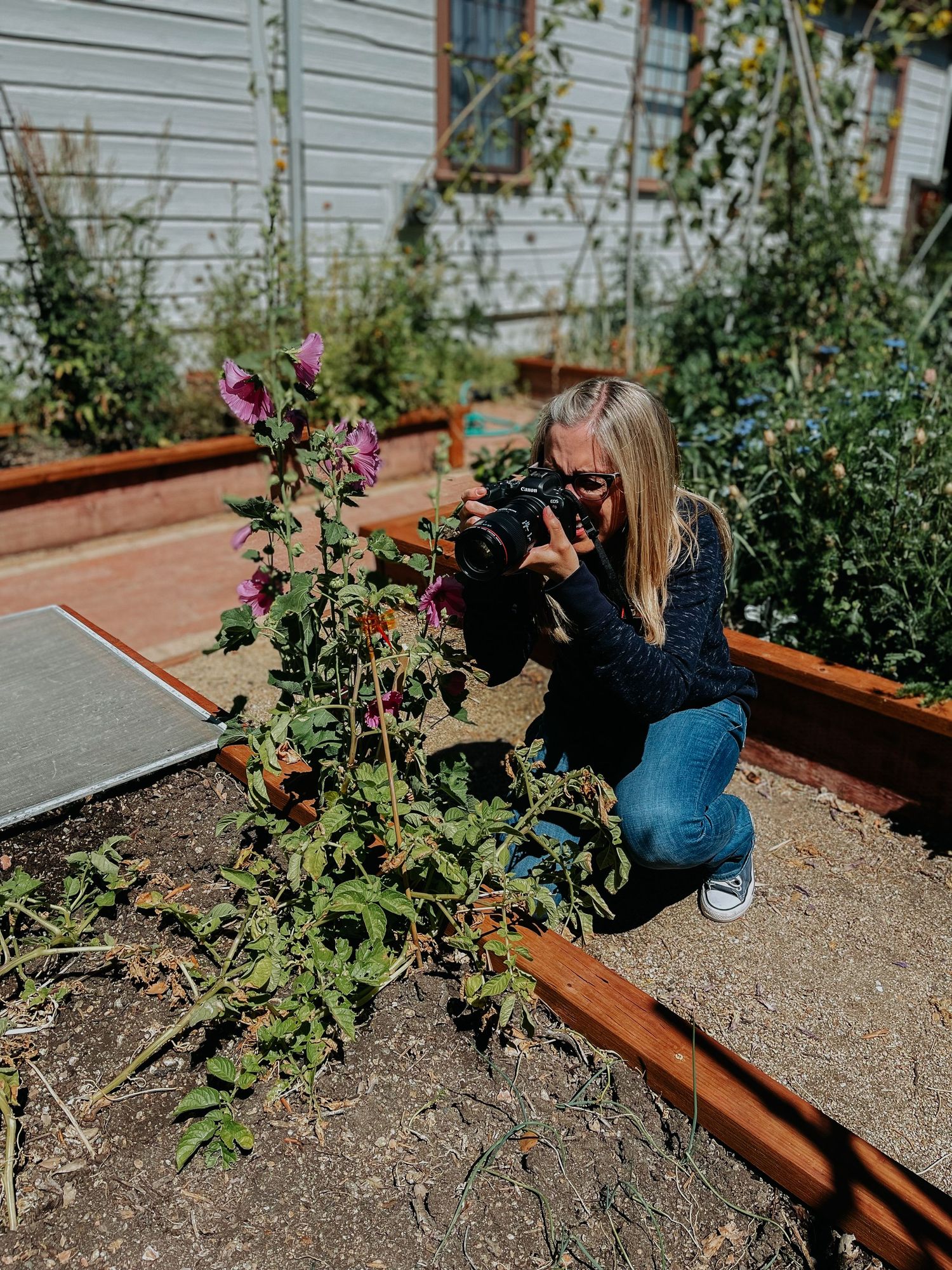 Blonde woman crouches to photograph purple flowers in raised garden bed outdoors.