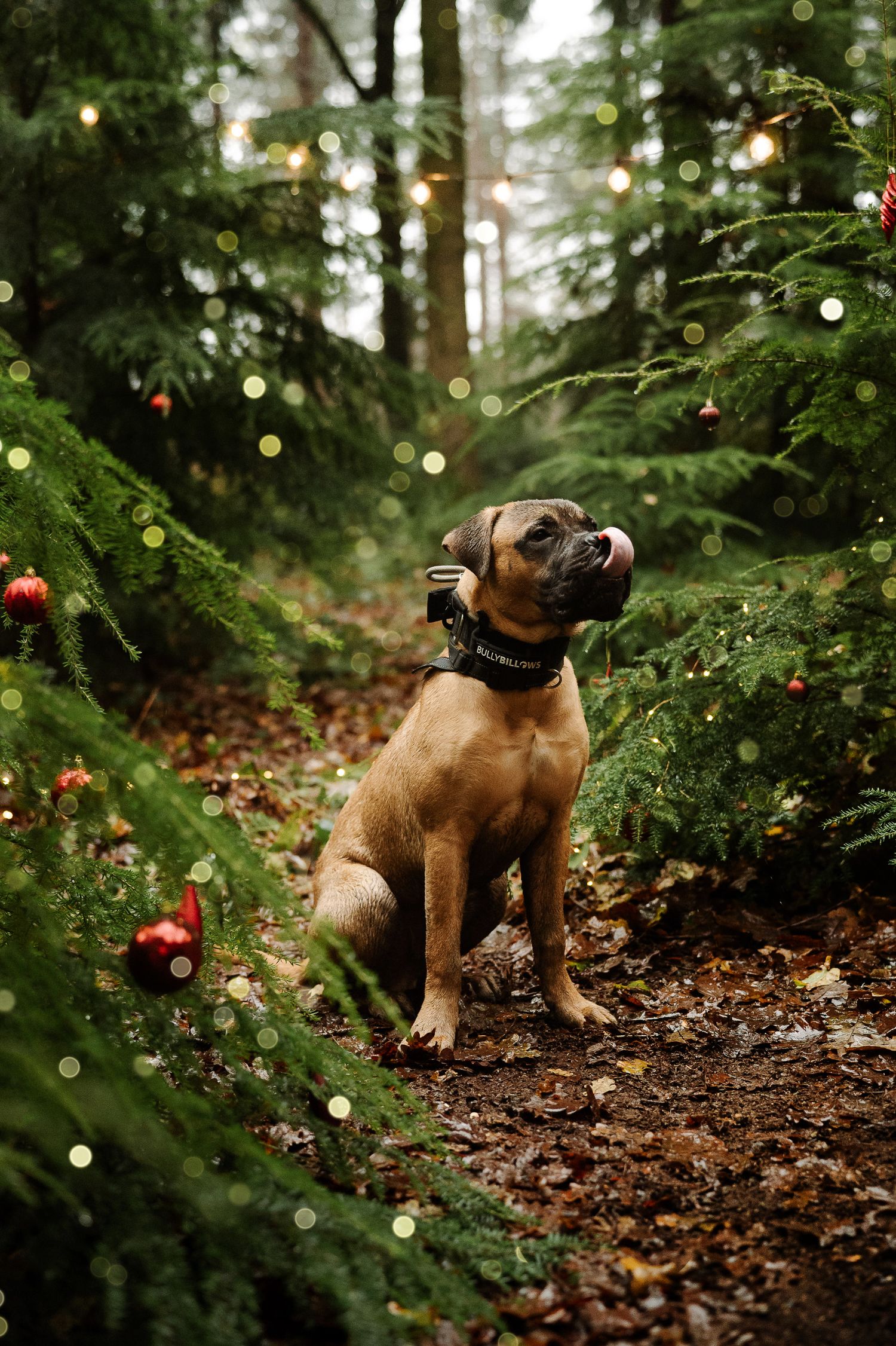 A tan Boxer dog sits on a forest path surrounded by evergreen trees decorated with red ornaments and twinkling fairy lights.