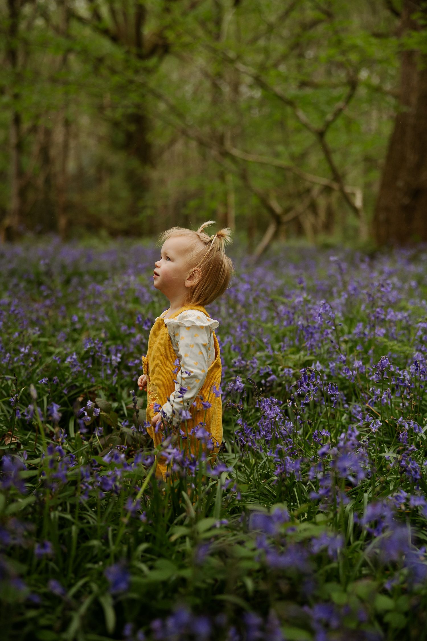 Young toddler girl in yellow dress standing among purple bluebells in a woodland forest during spring.