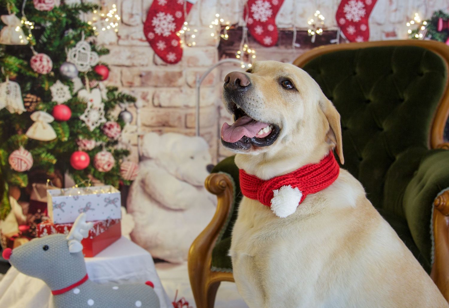 Christmas mini shoot, dog photo on emerald green chair, props and Christmas lights and costume