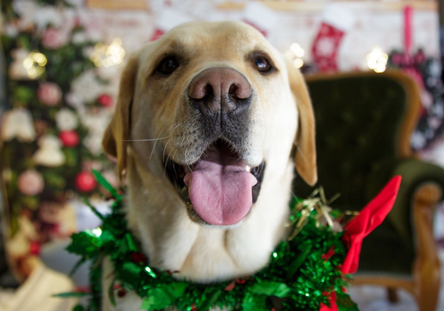 Golden labrador Christmas mini photo shoot, Christmas backdrop and props