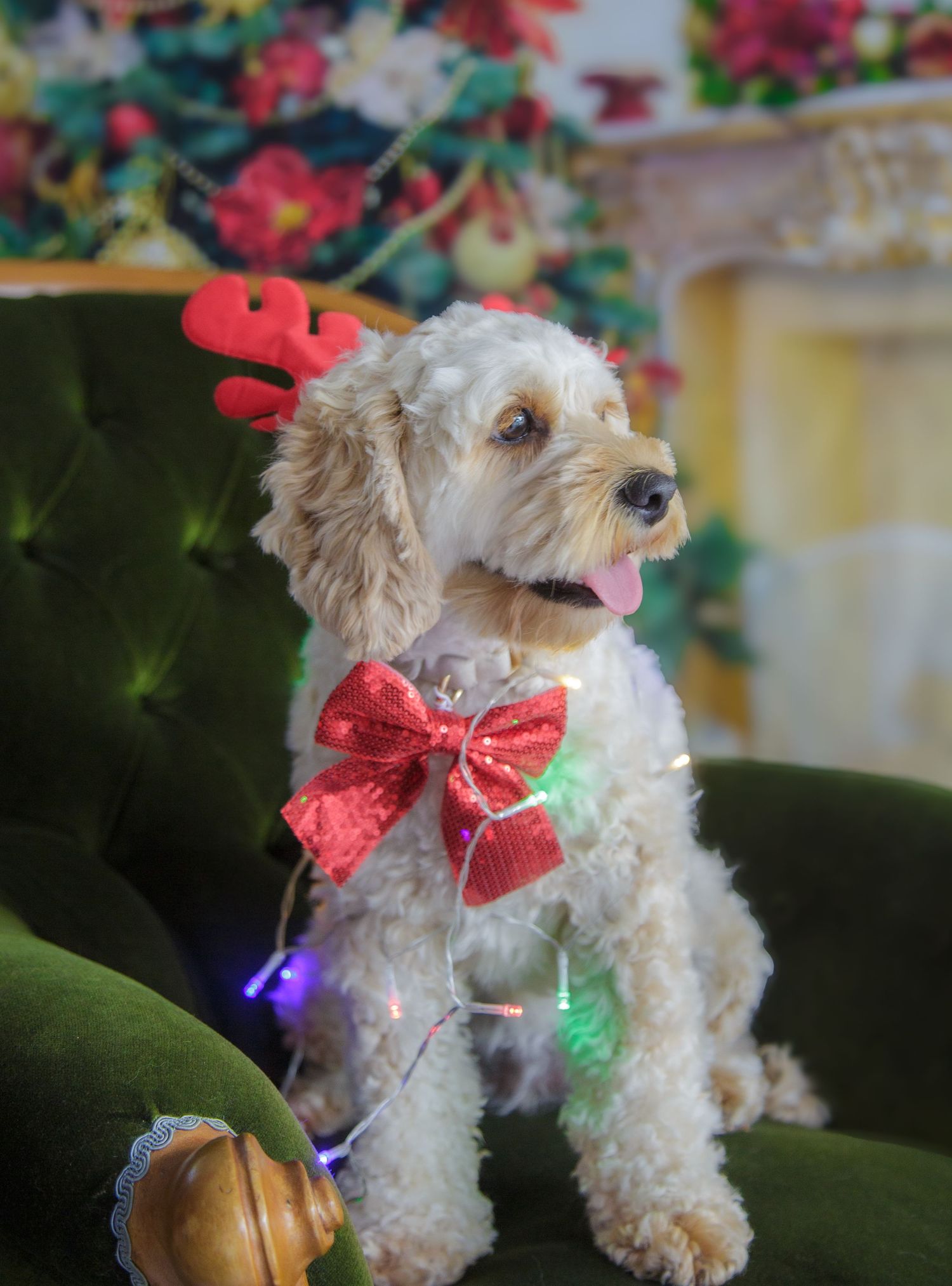 Christmas mini shoot, dog photo on emerald green chair, props and Christmas lights and costume