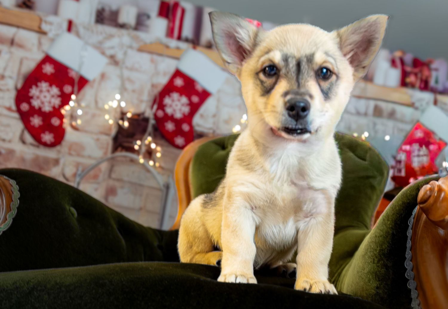 Swedish Valhund sitting on Santa Chair for Christmas mini photo shoot