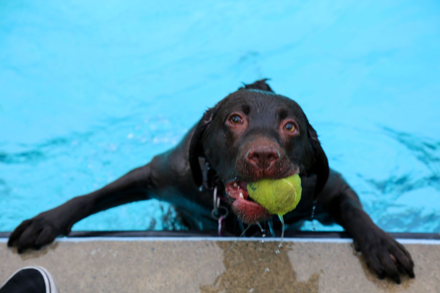 Pooch Pool Party Templeton pools 2025