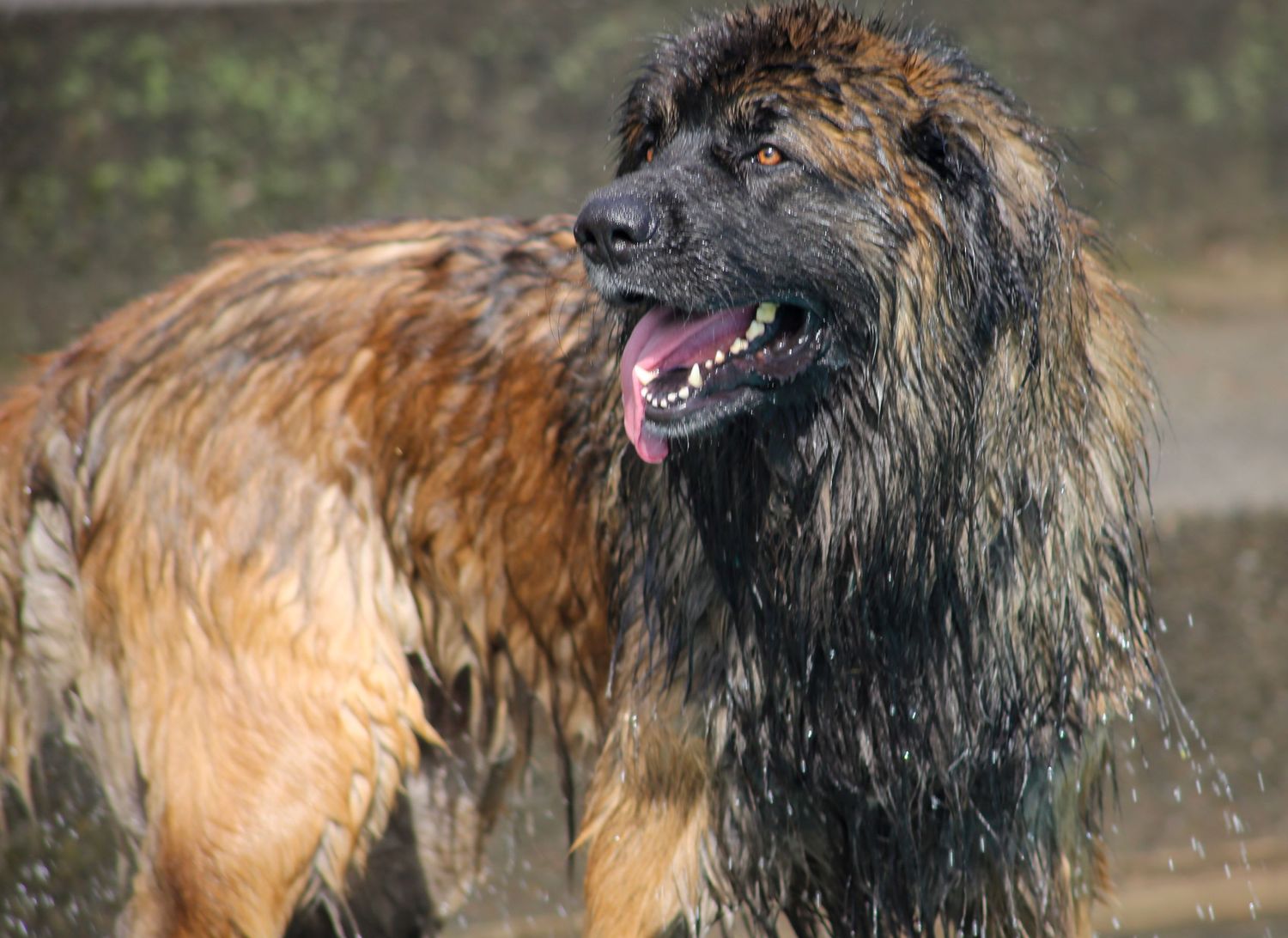 Leonberger at Pooch Pool Party Templeton pools 2025