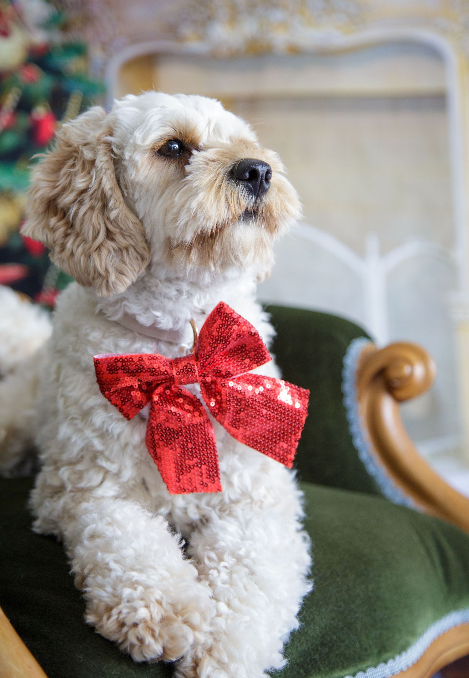 Cavoodle Christmas mini photo shoot on green old fashioned chair