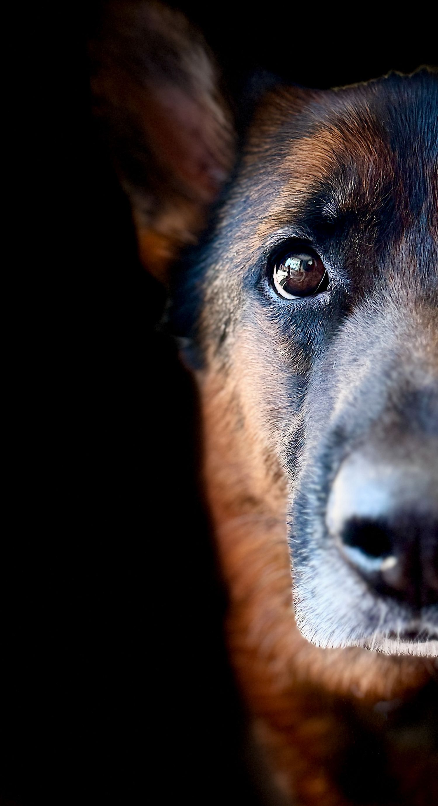 Jaeger the German Shepherd - moody half face image of my beautiful german shepherd.