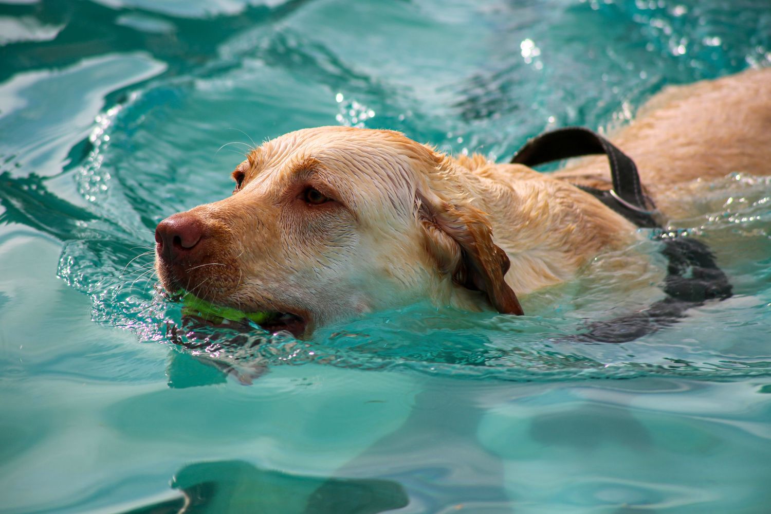 Pooch Pool Party Templeton pools 2025