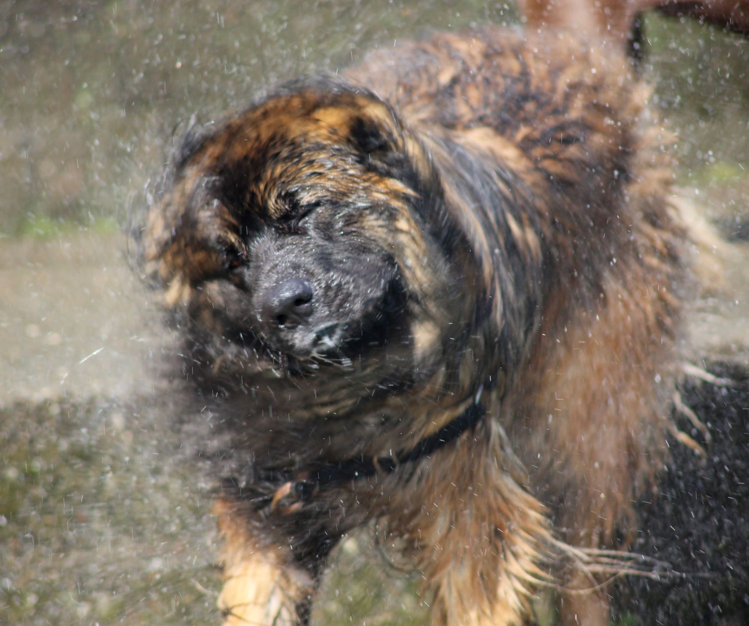 Pooch Pool Party Templeton pools 2025