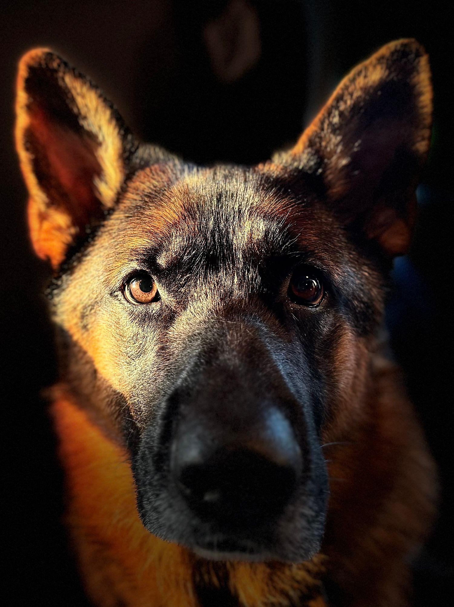 Jaeger the German Shepherd pup pawtrait