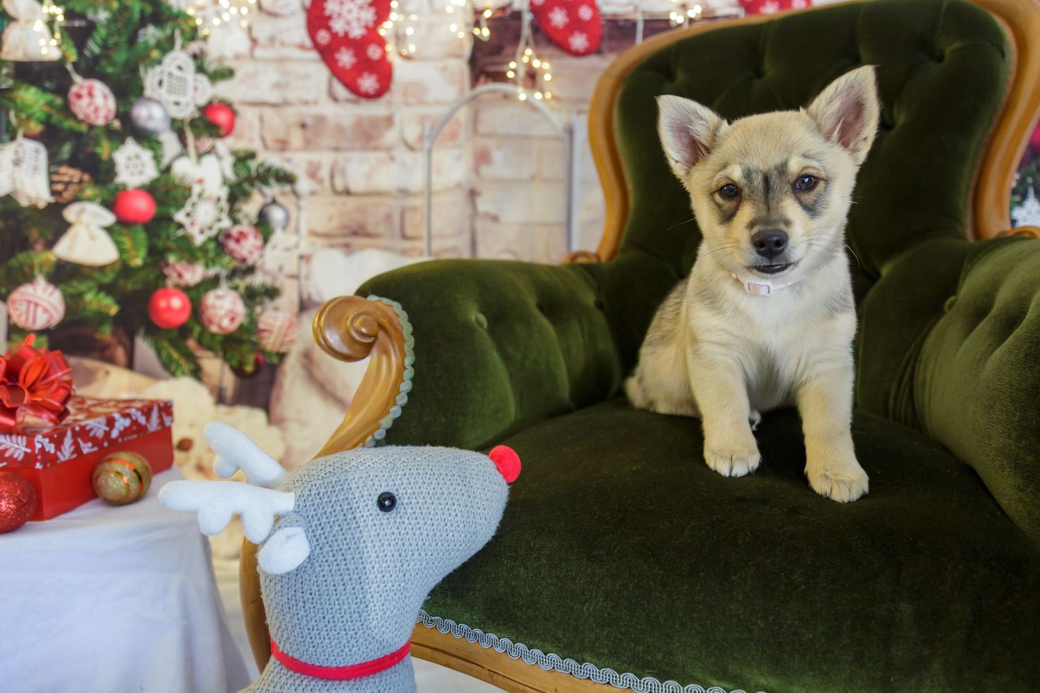 Swedish Valhund sitting on Santa Chair for Christmas mini photo shoot