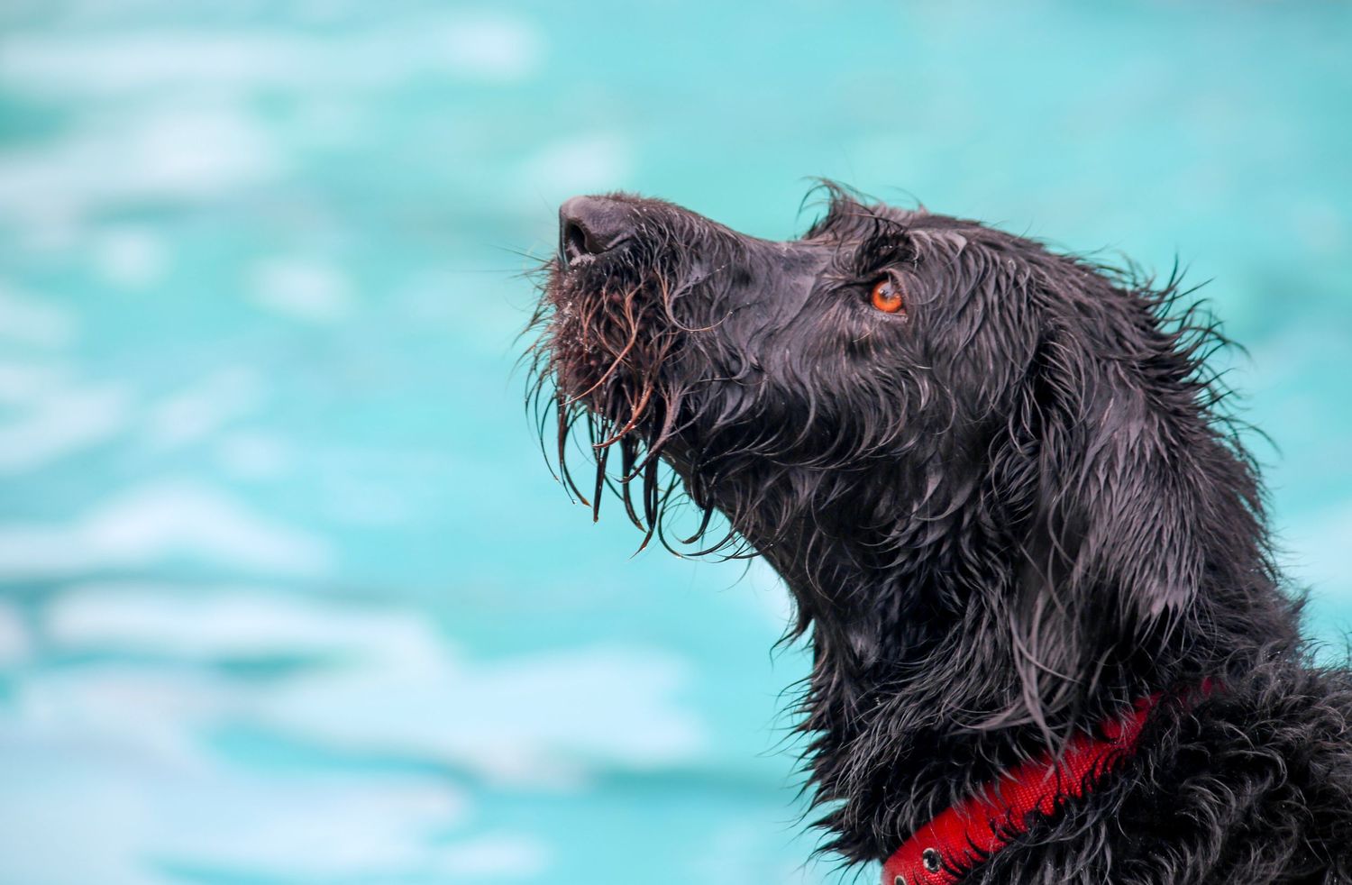 Pooch Pool Party Templeton pools 2025