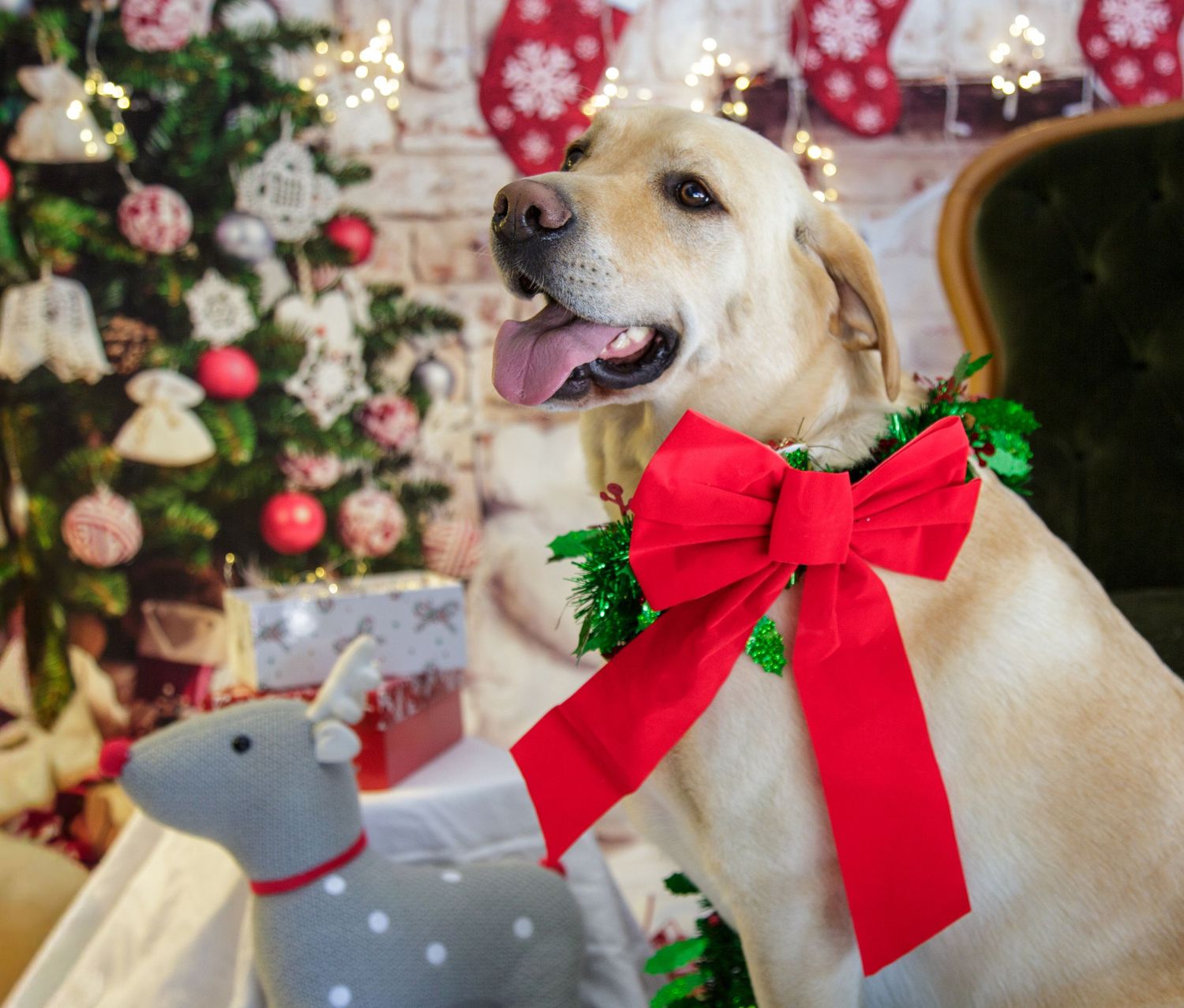 Christmas mini shoot, dog photo on emerald green chair, props and Christmas lights and costume