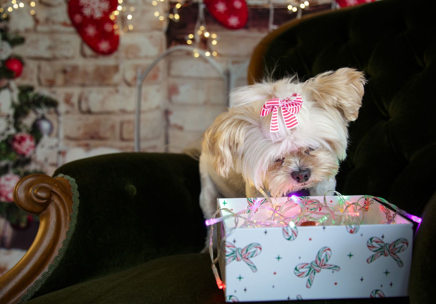 Christmas mini pup photo shoot