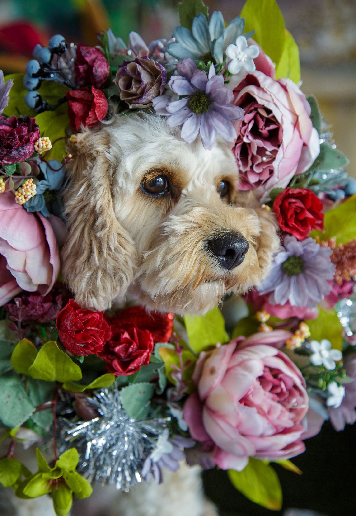 Georgie, Cavoodle wearing flower crown and looking pensive and cute