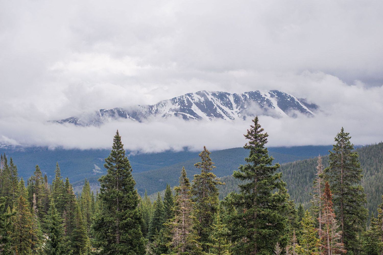 Clouds surround a mountain peak in the distance with green pine trees in the foreground