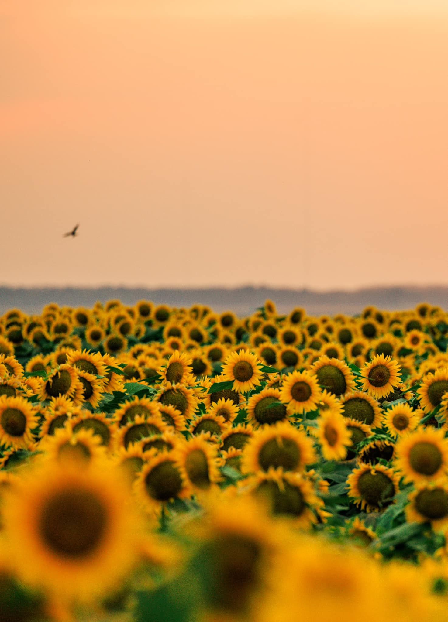 Vast sunflower field in full bloom at sunset with a bird flying over the golden horizon.
