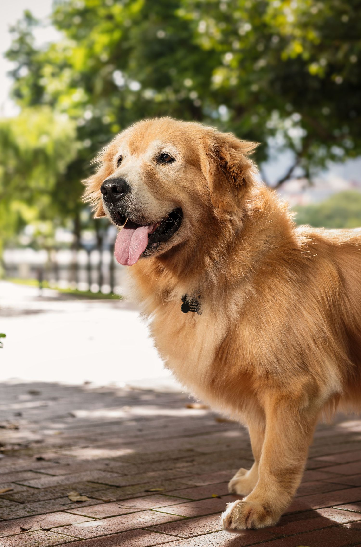 A happy golden retriever with tongue out stands on a brick path surrounded by lush green trees in sunlight.