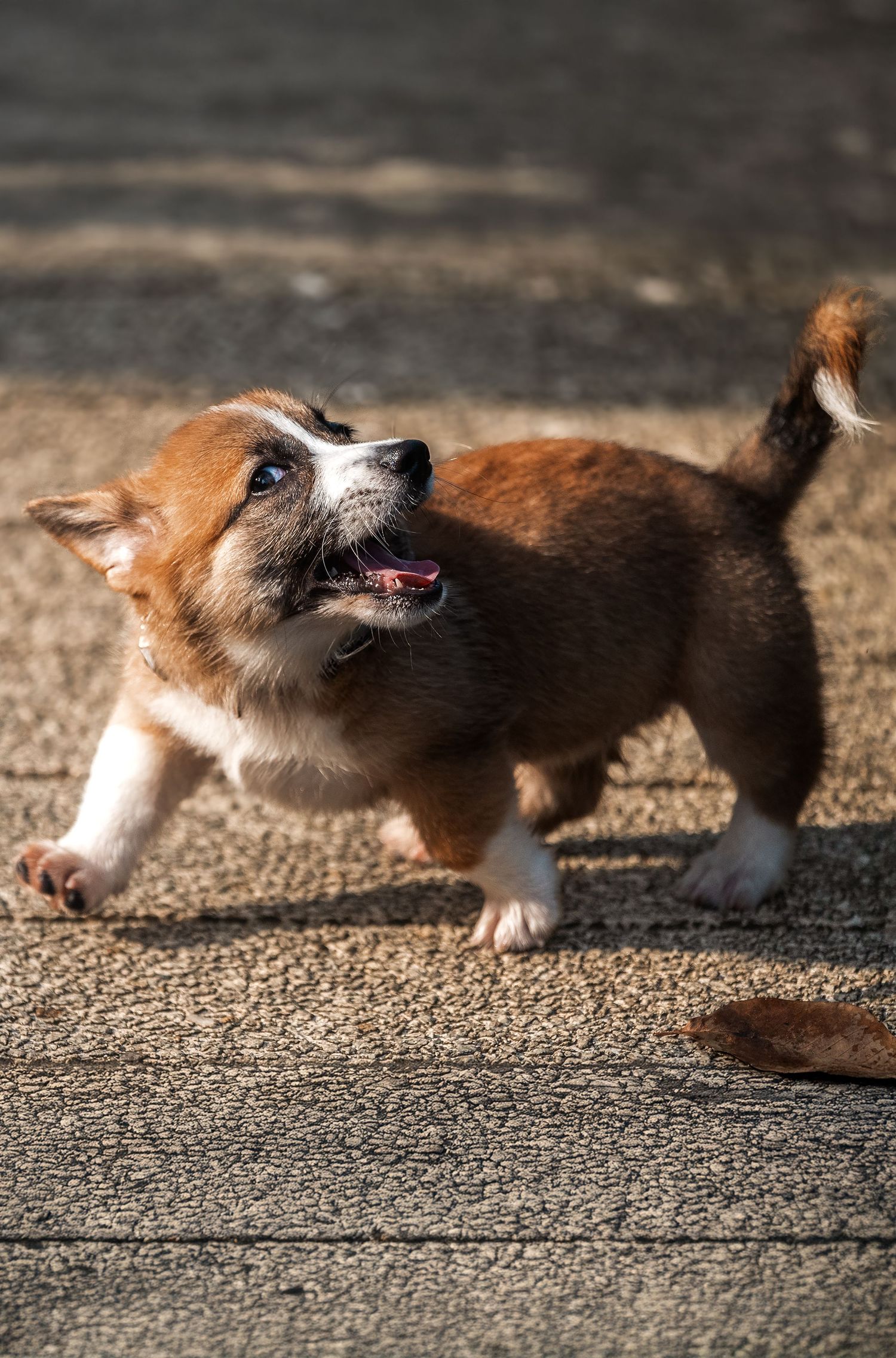 A playful Corgi puppy with brown and white fur runs on a pavement with its mouth open and tail up.