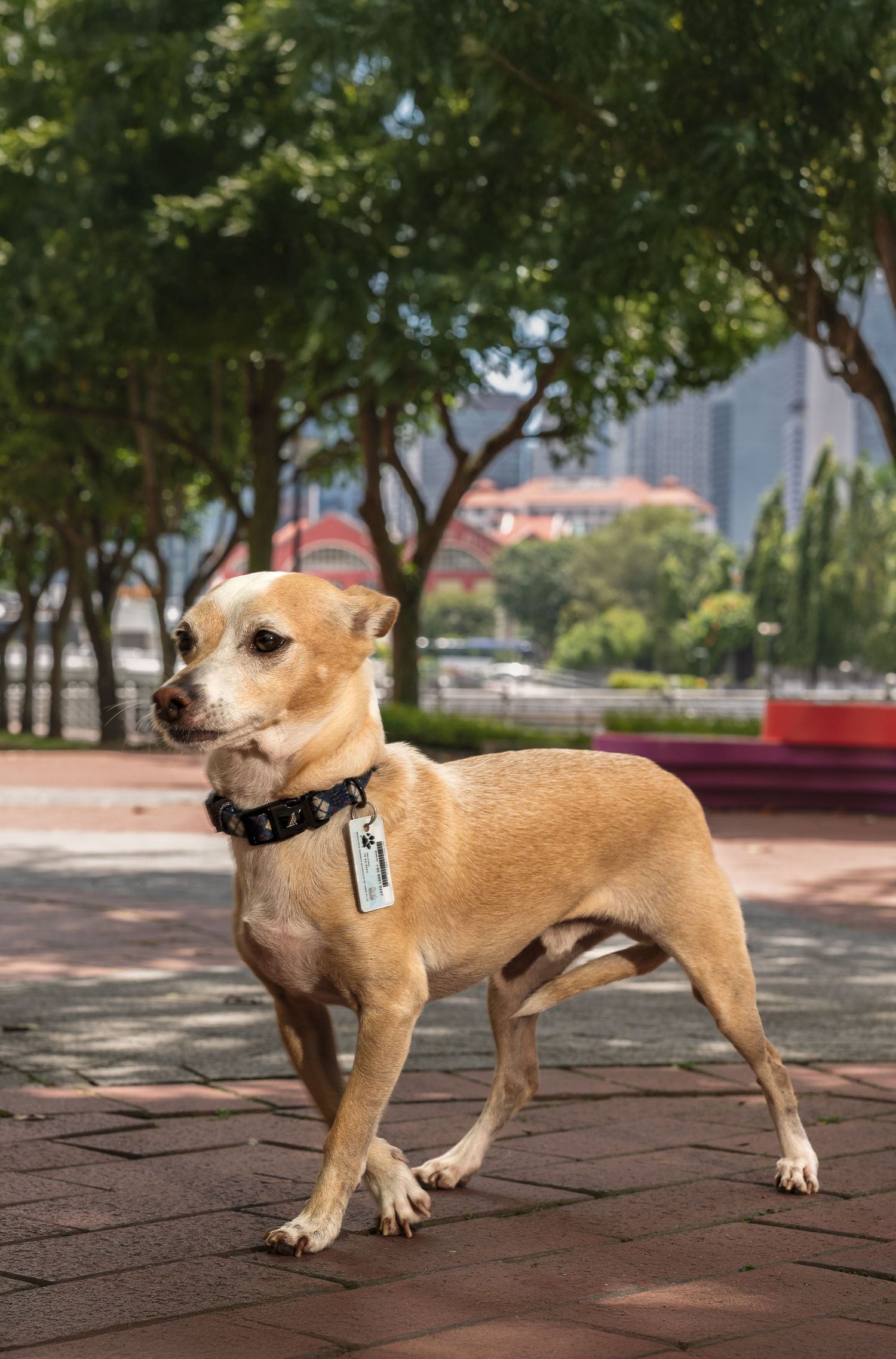 A small tan Chihuahua with a spiked collar and ID tag stands proudly on a brick path in a lush urban park.