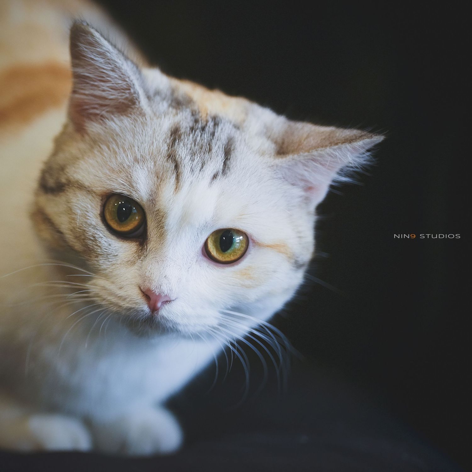A close-up portrait of a calico cat with golden eyes and white fur, gazing softly against a dark background.