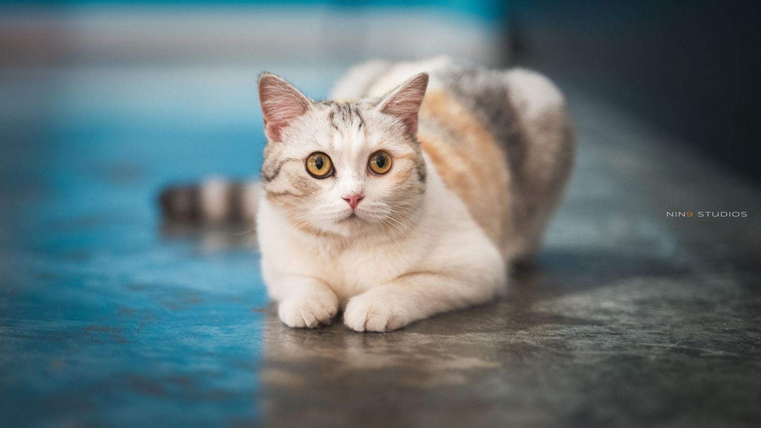 A white and orange tabby cat crouching low on a blue floor, looking alert with wide golden eyes.
