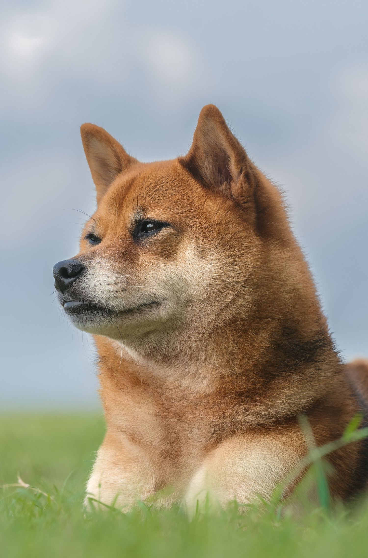 A beautiful Shiba Inu dog with red-brown fur lying in green grass, gazing thoughtfully into the distance.