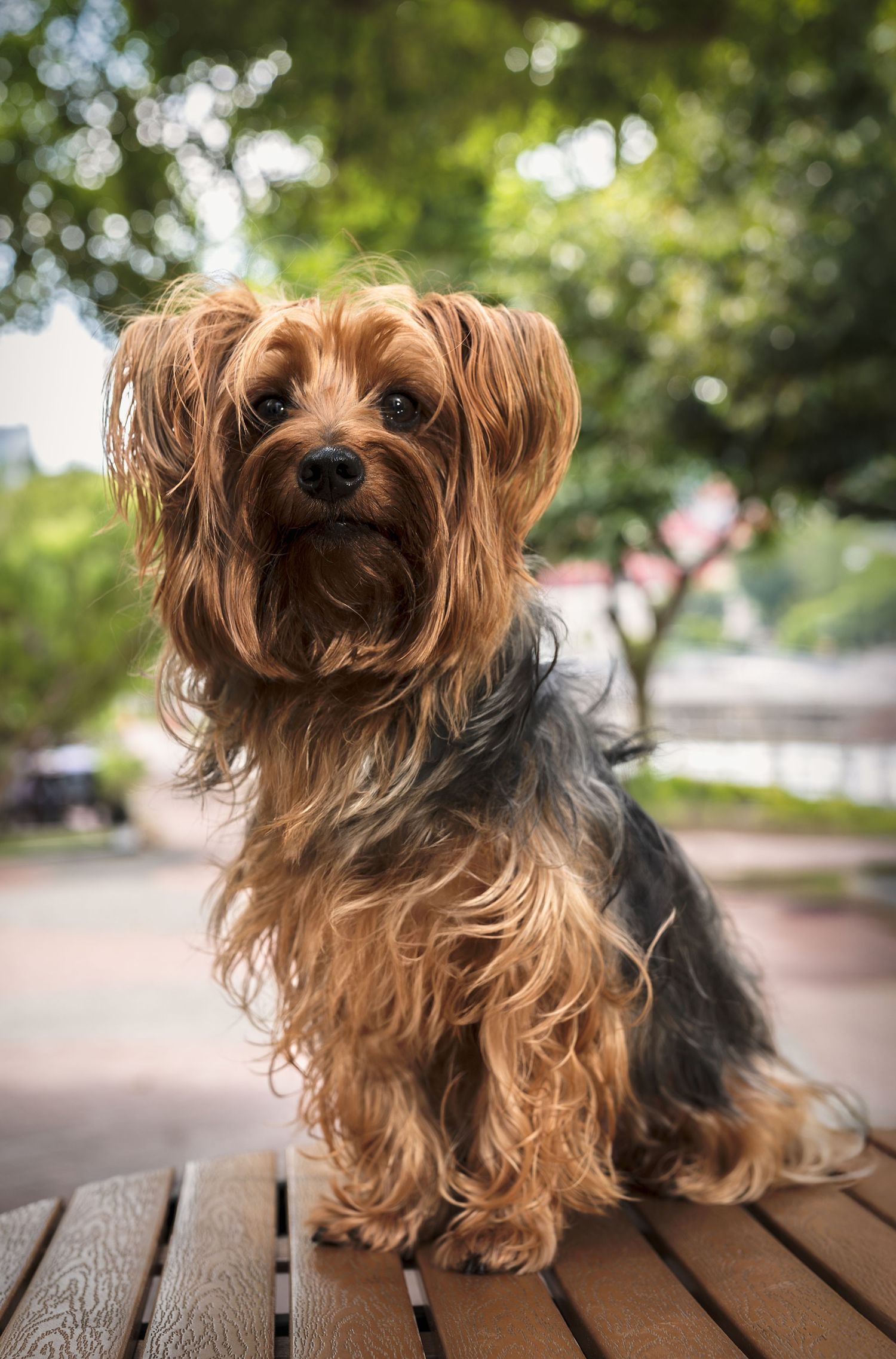 A fluffy Yorkshire Terrier with long silky brown and black fur sits on a wooden bench in a park.