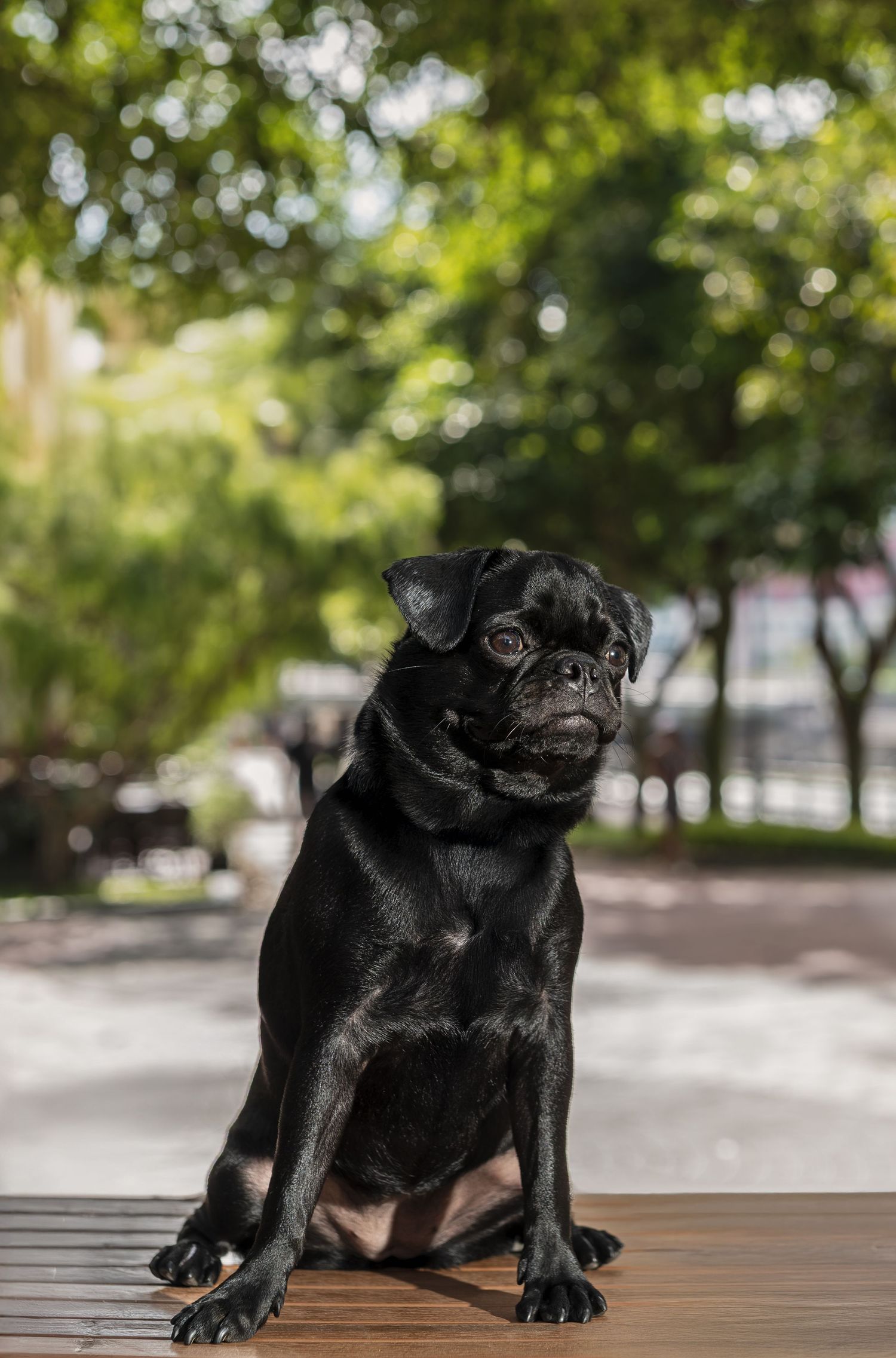 A black pug dog sitting on a wooden surface outdoors with lush green trees in the background.