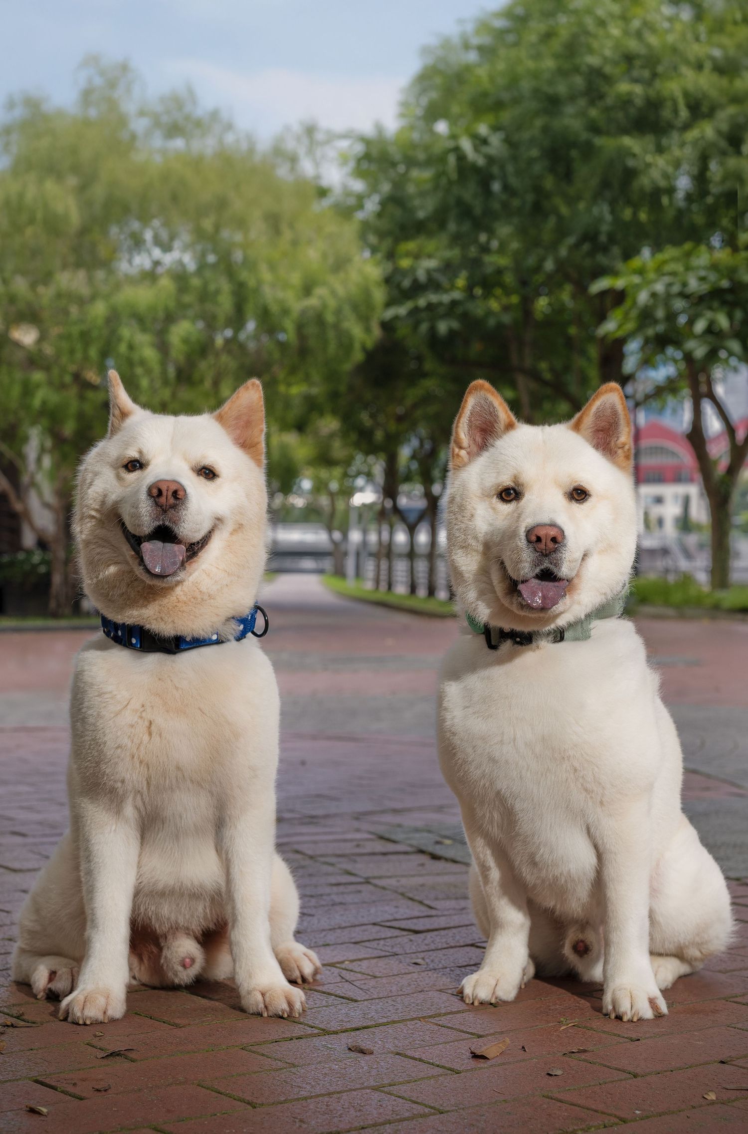 Two white Akita dogs sitting side by side on brick pavement, smiling with tongues out, wearing collars outdoors.