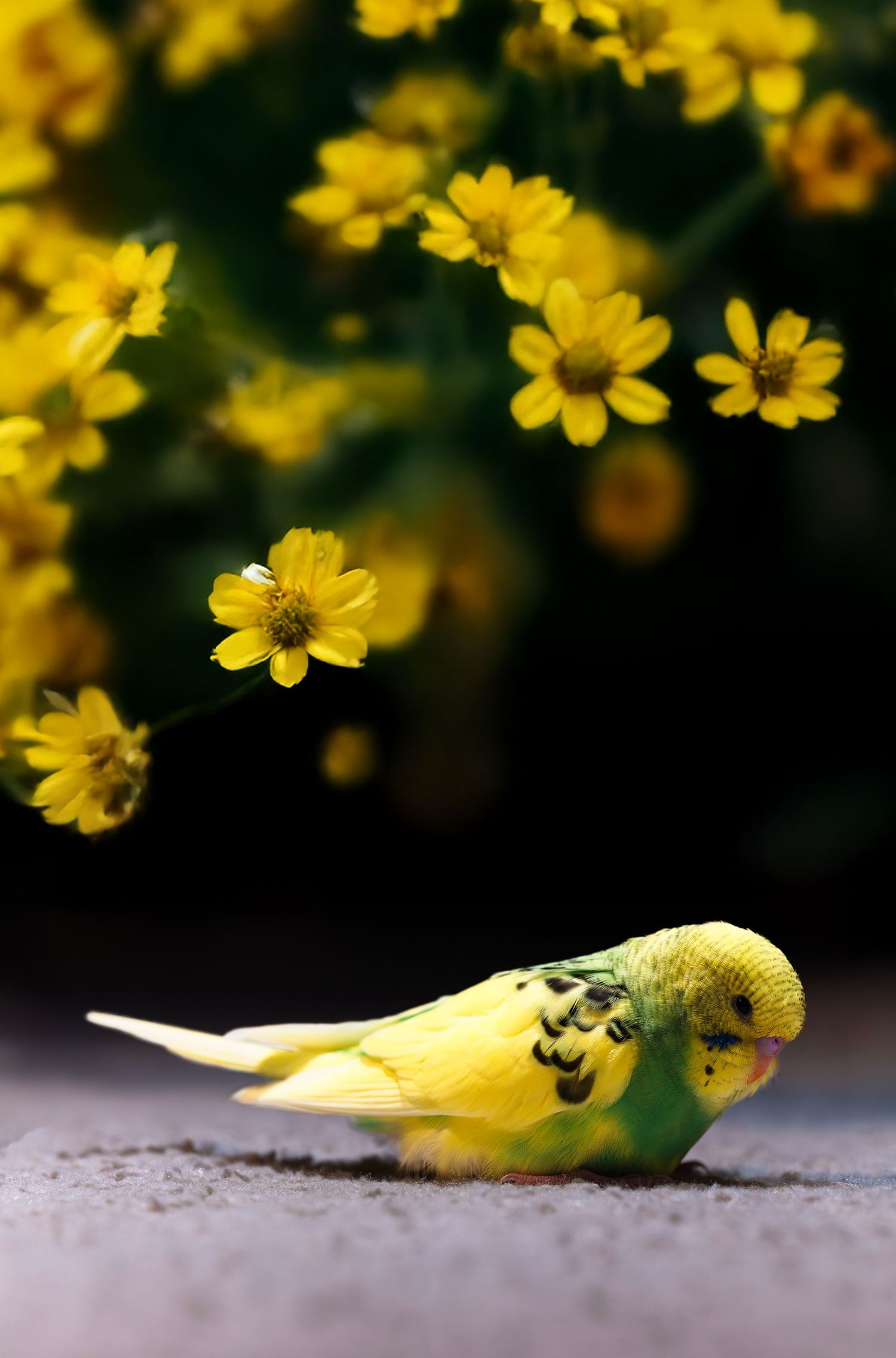 A yellow-green budgerigar parakeet rests on the ground in front of vibrant yellow wildflowers in bloom.