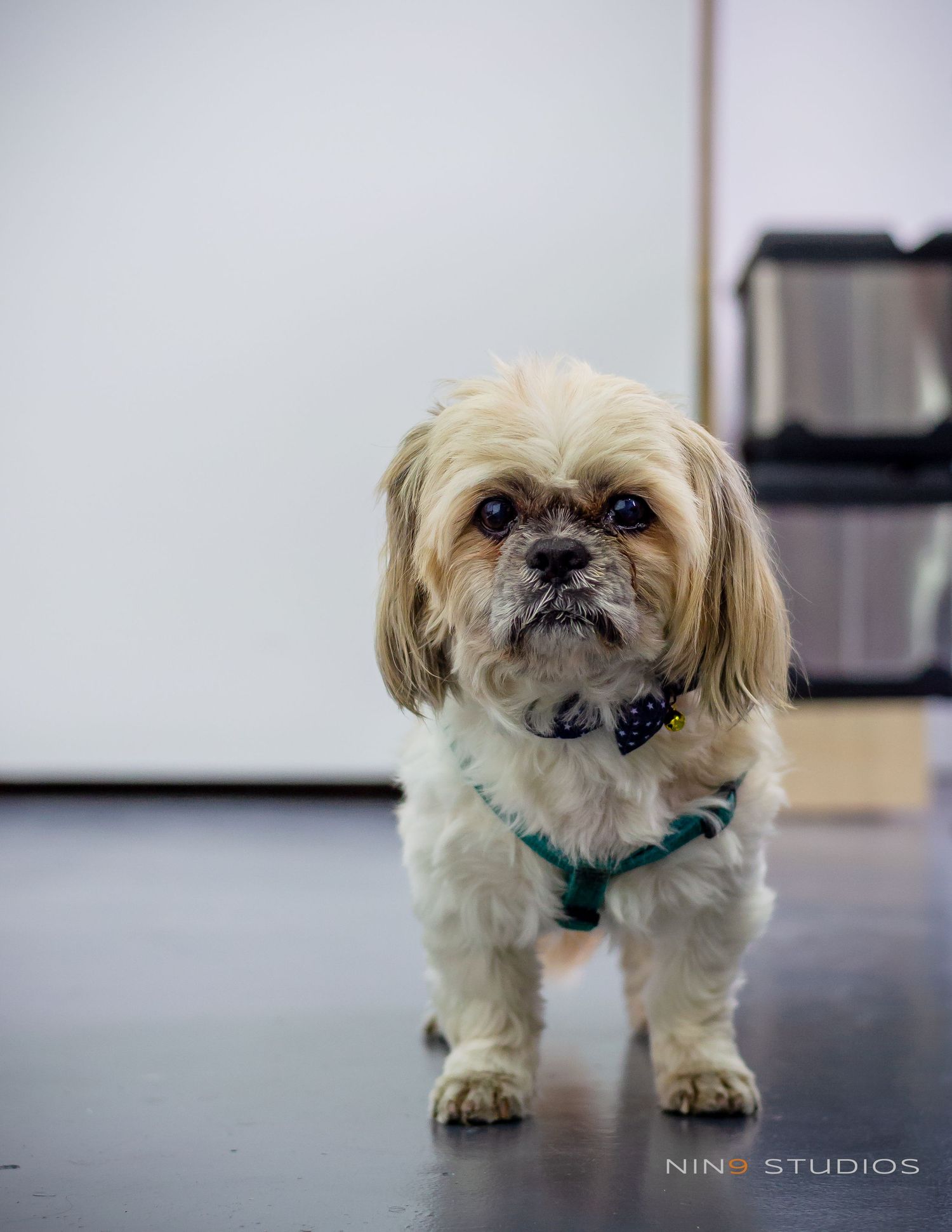 A fluffy Shih Tzu dog wearing a green harness and bow tie stands on a gray floor indoors.