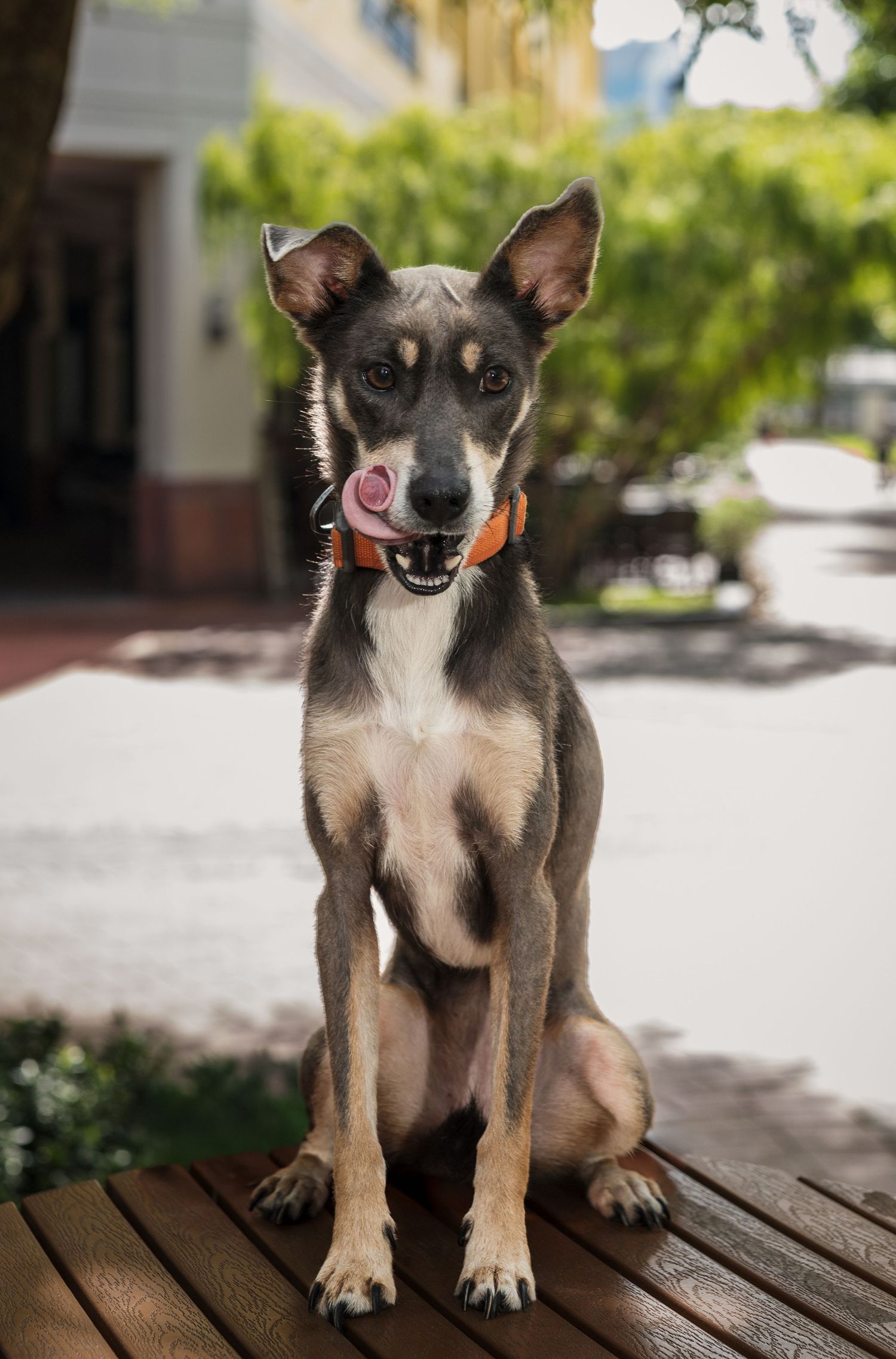 A young mixed-breed dog with an orange collar sits on a wooden bench, tongue out, with a green garden background.