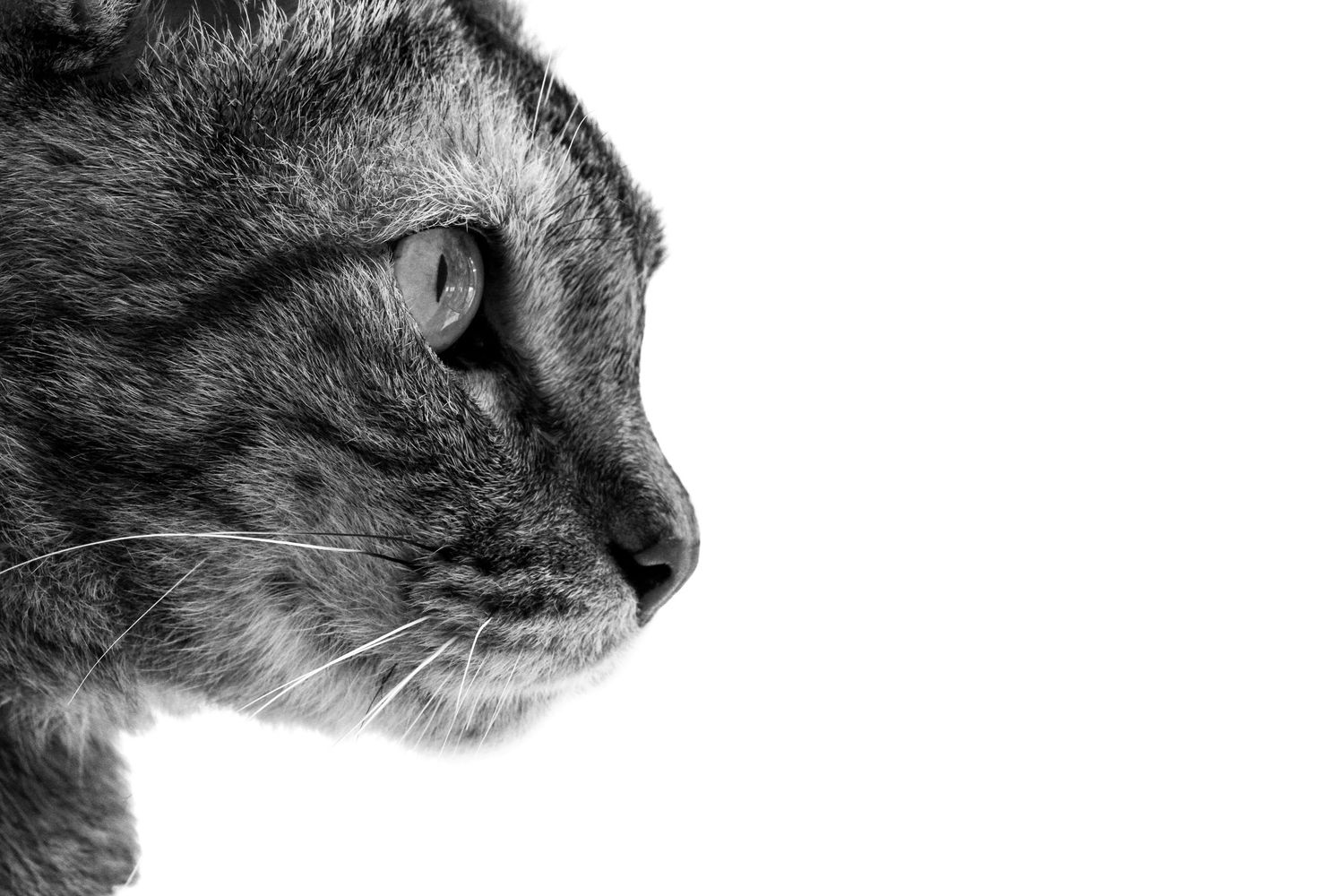 Close-up black and white profile portrait of a tabby cat with striking eyes and long whiskers on white background.
