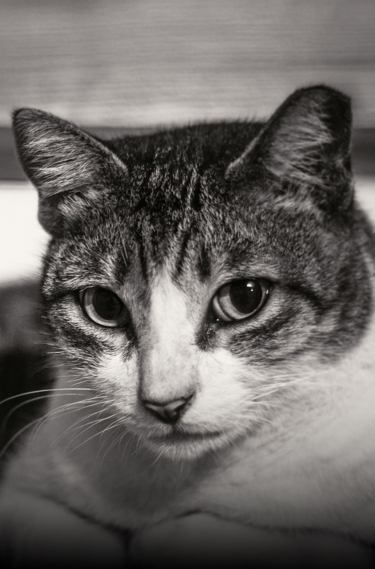 Close-up black and white portrait of a tabby cat with striking eyes gazing directly at the camera.