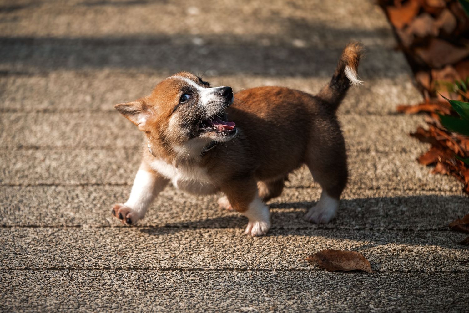 Adorable Corgi puppy running on a stone path outdoors in sunlight, mouth open and tail up.