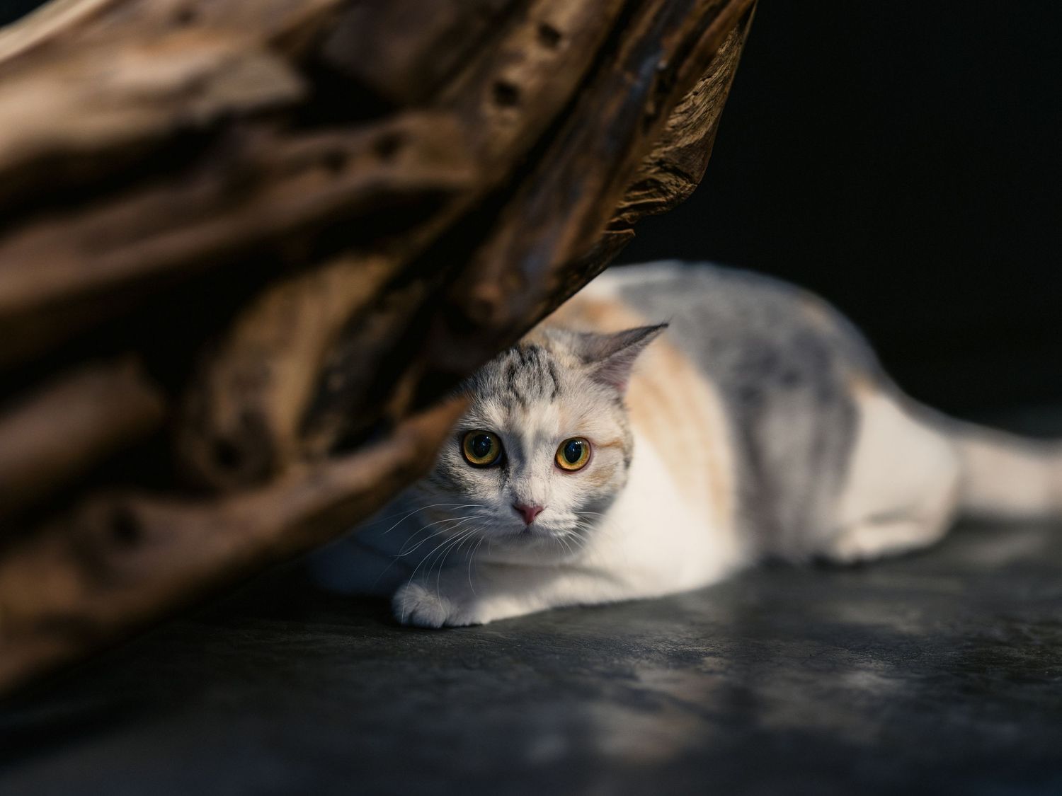 A white and gray calico cat crouches low on concrete ground beside rustic driftwood in dim light.