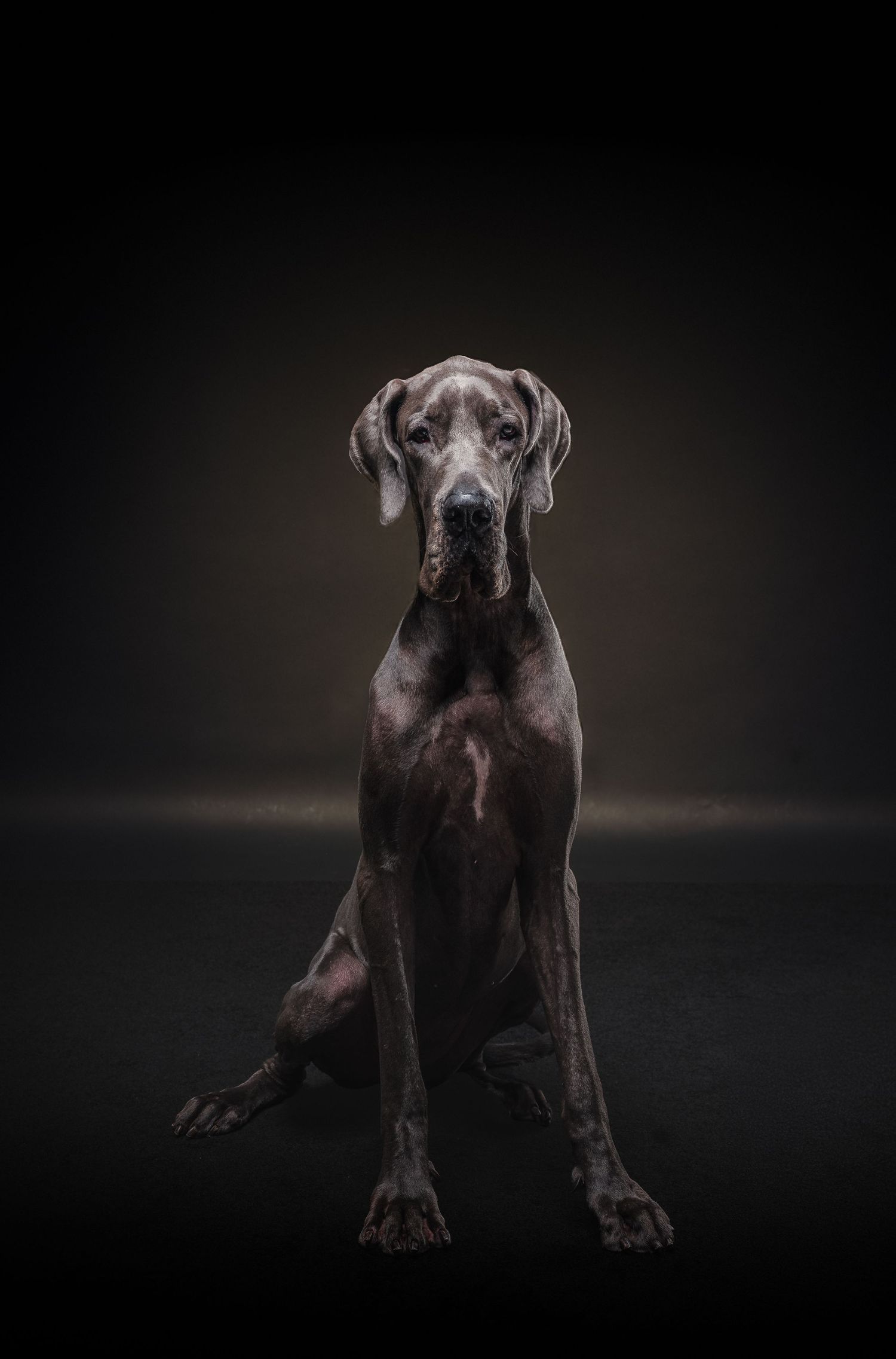 A majestic Great Dane dog sitting upright against a dark studio background in a dramatic portrait.