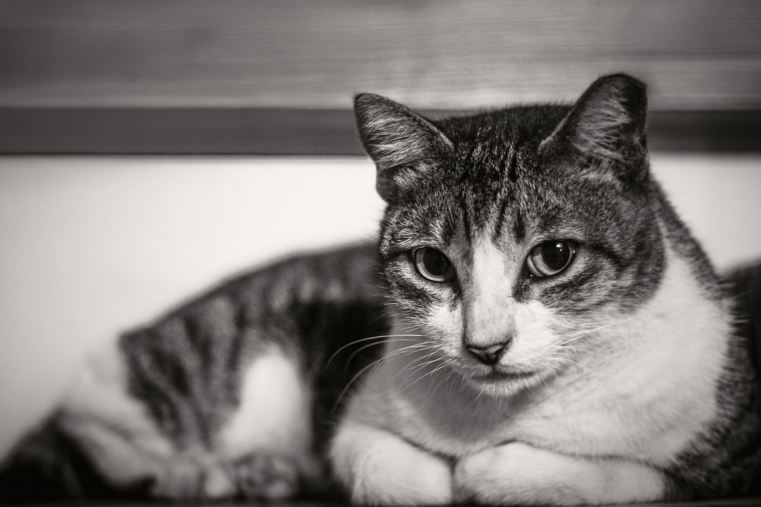 Black and white portrait of a tabby cat resting, gazing directly at the camera with a calm expression.