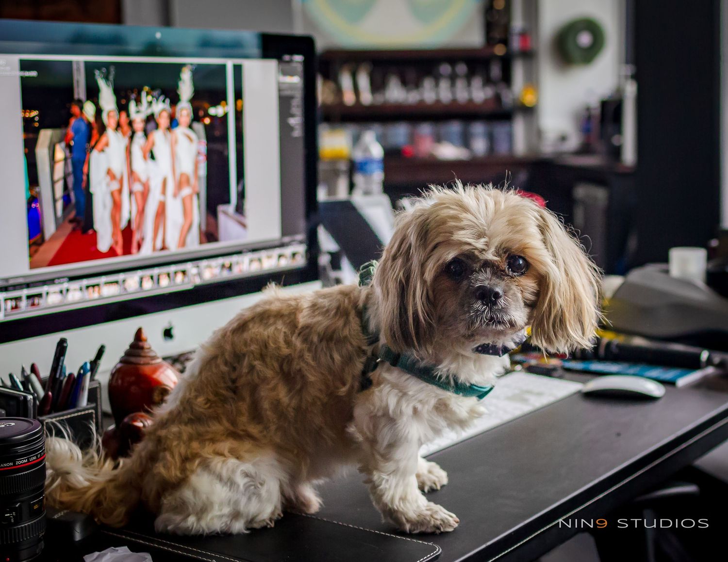 A fluffy Shih Tzu dog sits on a desk at Nin9 Studios with a computer monitor displaying a fashion photo shoot.