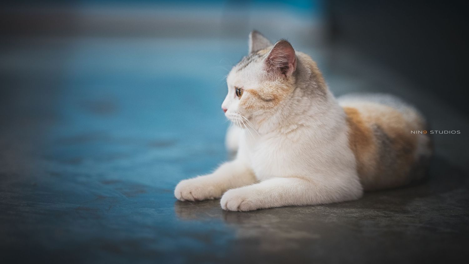 A white and orange calico cat resting on a blue concrete floor, gazing to the side in soft focus.