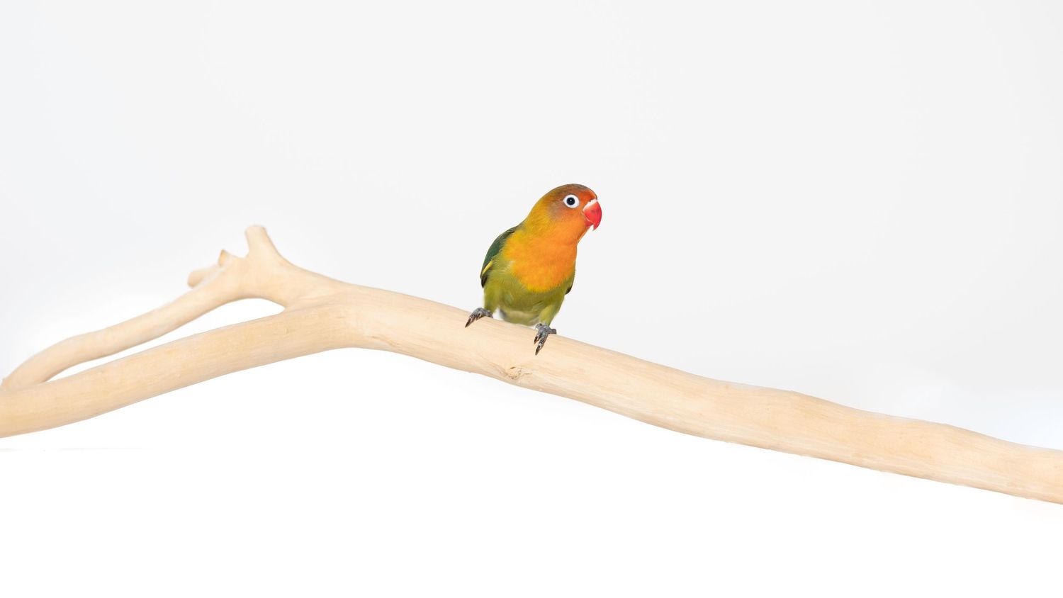 Colorful Fischer's lovebird parrot perched on a wooden branch against a white background.