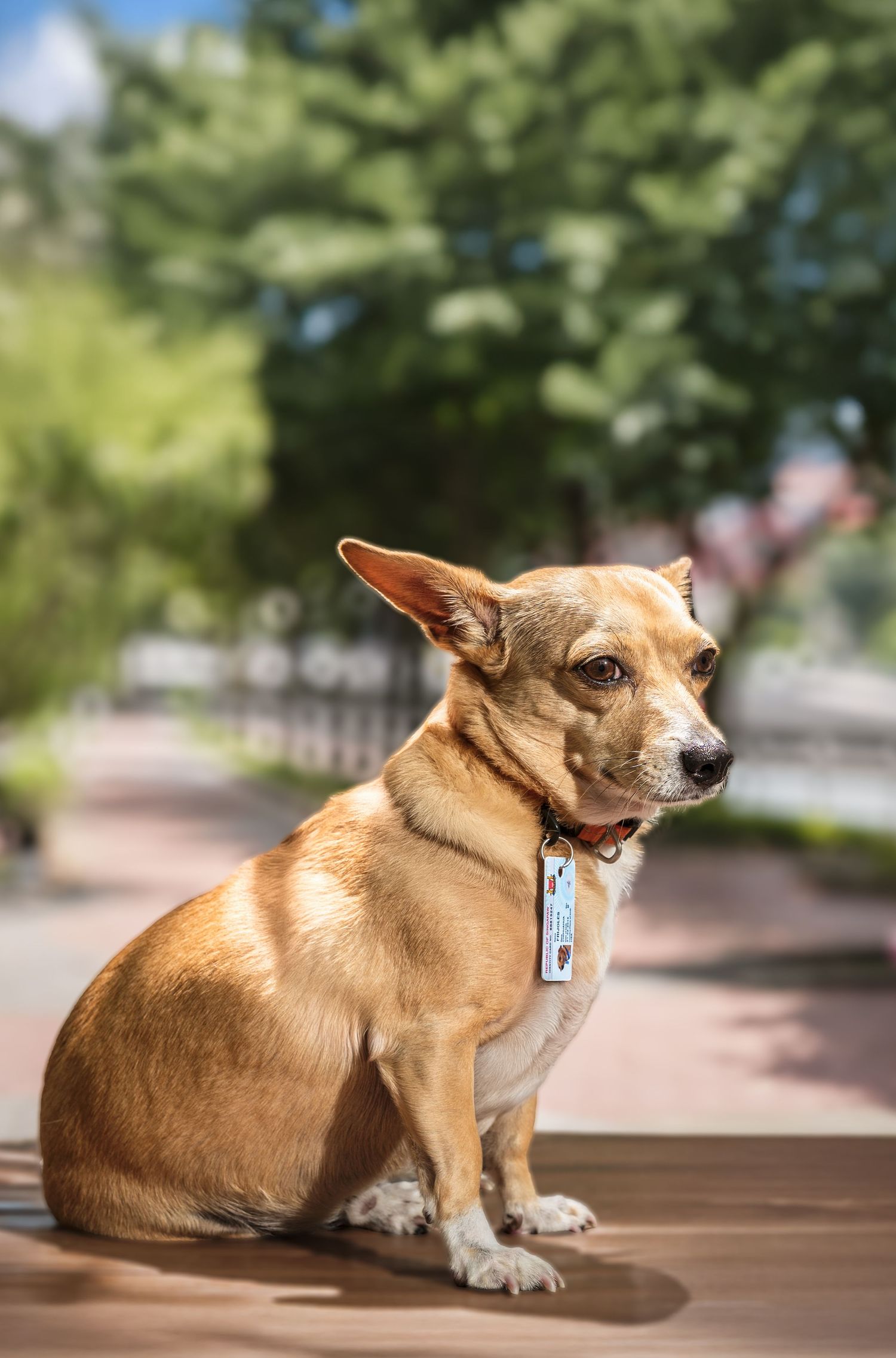 A small tan Chihuahua mix with a collar tag sits on a wooden bench surrounded by green trees.