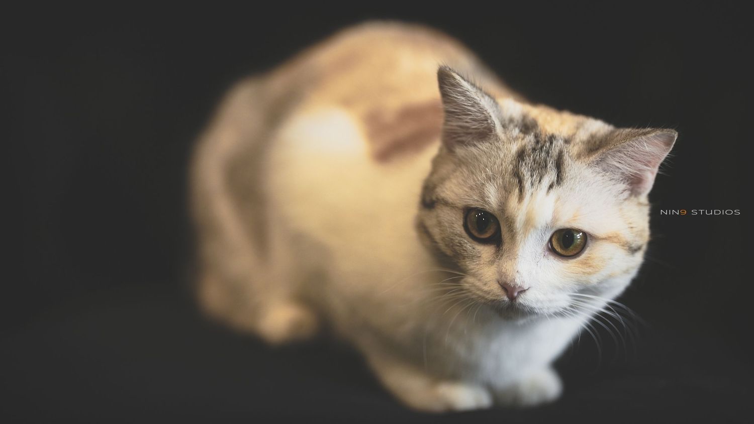 A cute calico cat with white and orange fur crouches attentively against a dark background.