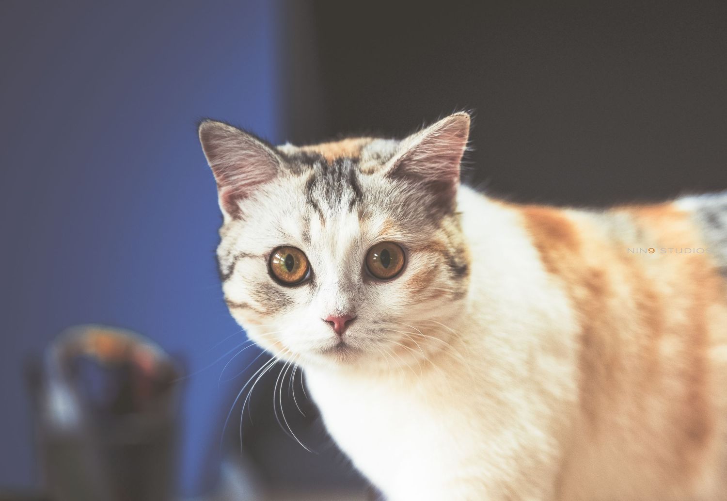 A close-up portrait of a calico cat with golden eyes and white, orange, and gray fur looking at the camera.