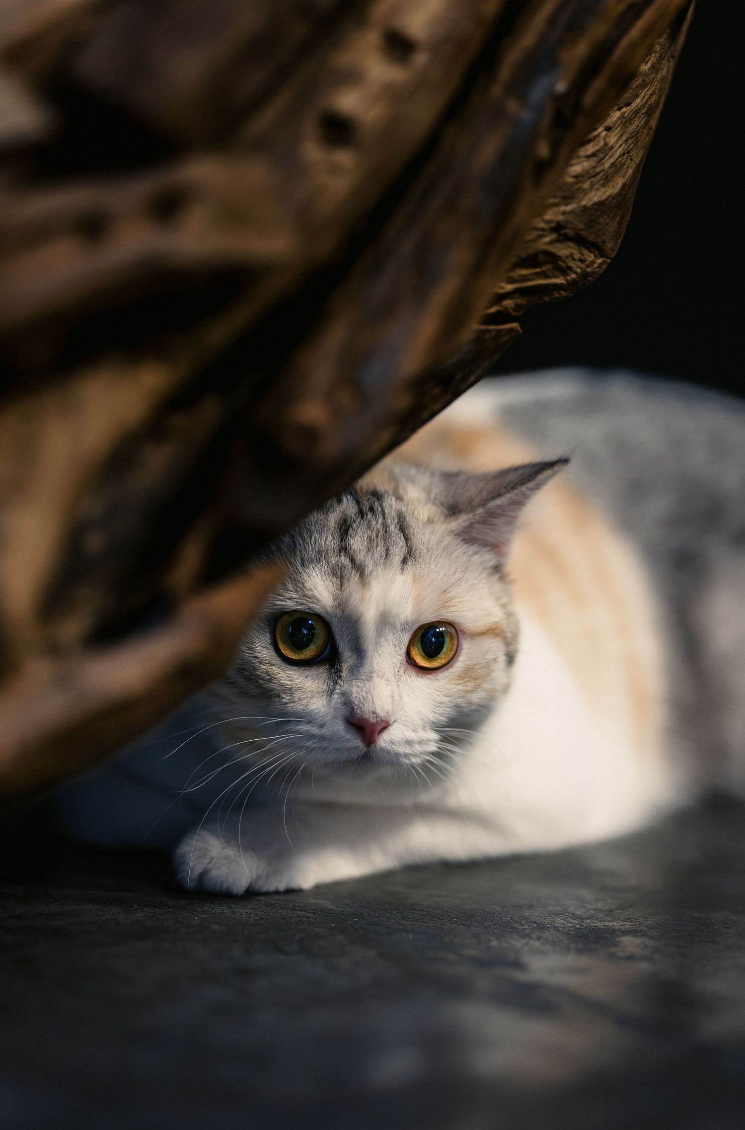 A white and orange tabby cat with bright yellow eyes resting under a dried leaf outdoors.