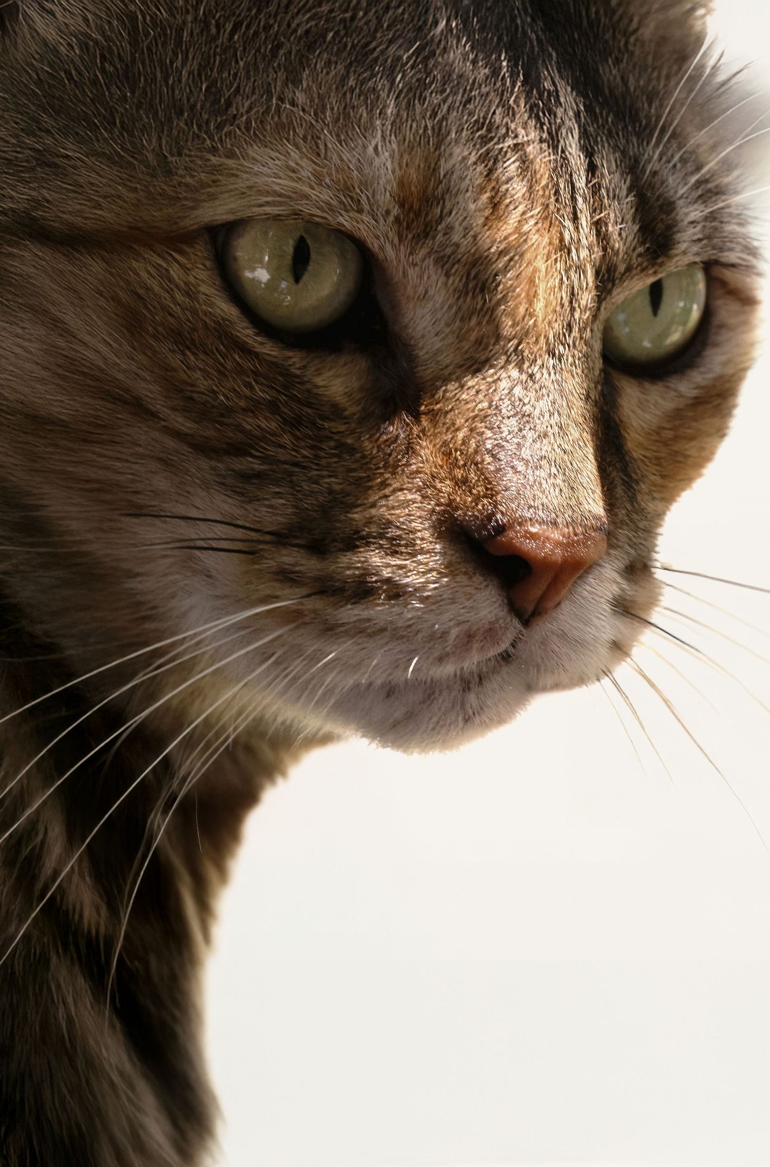 Close-up portrait of a tabby cat with green eyes and brown markings, gazing intently against a white background.