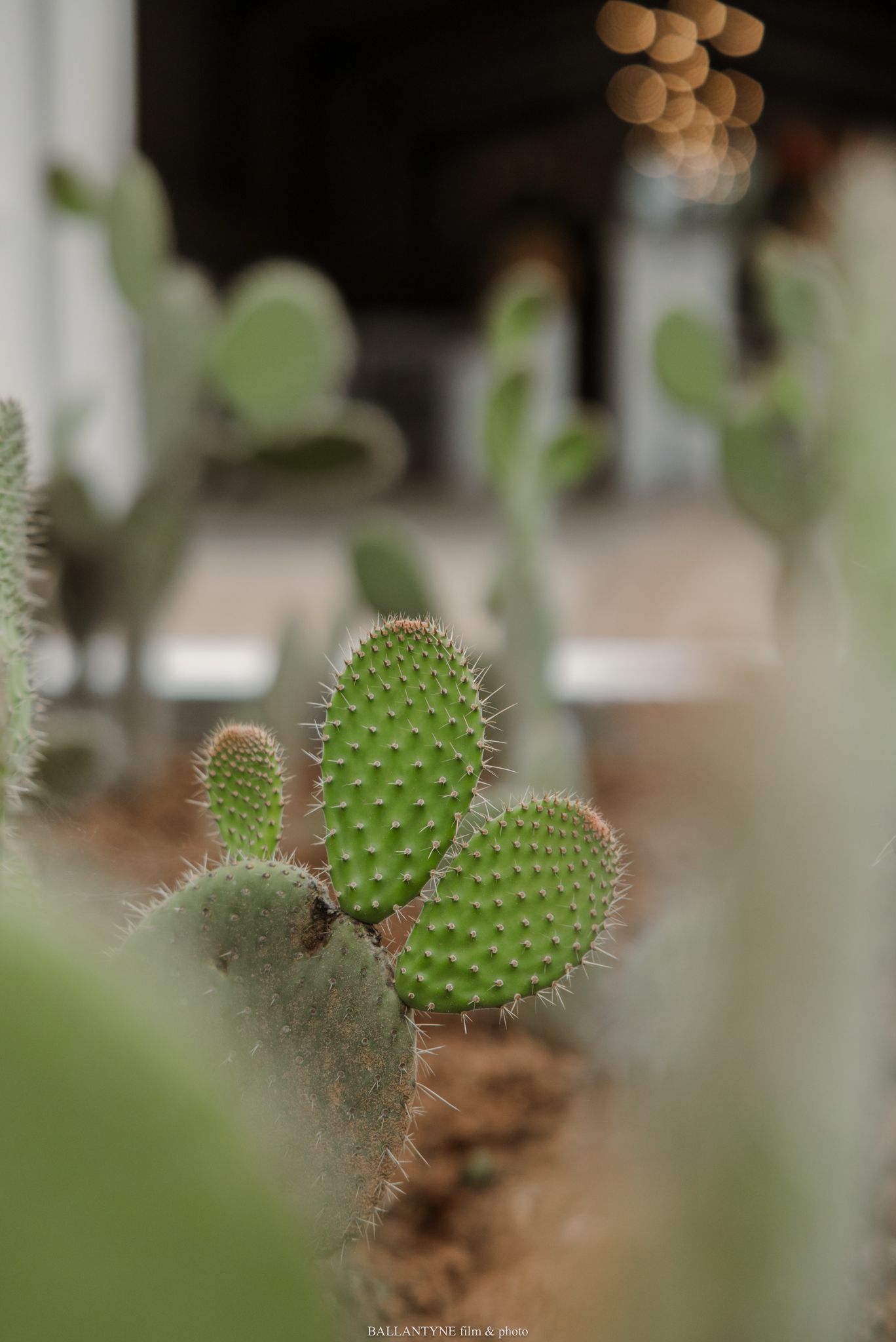 Close-up of vibrant green prickly pear cacti with spines, set against a softly blurred indoor background.