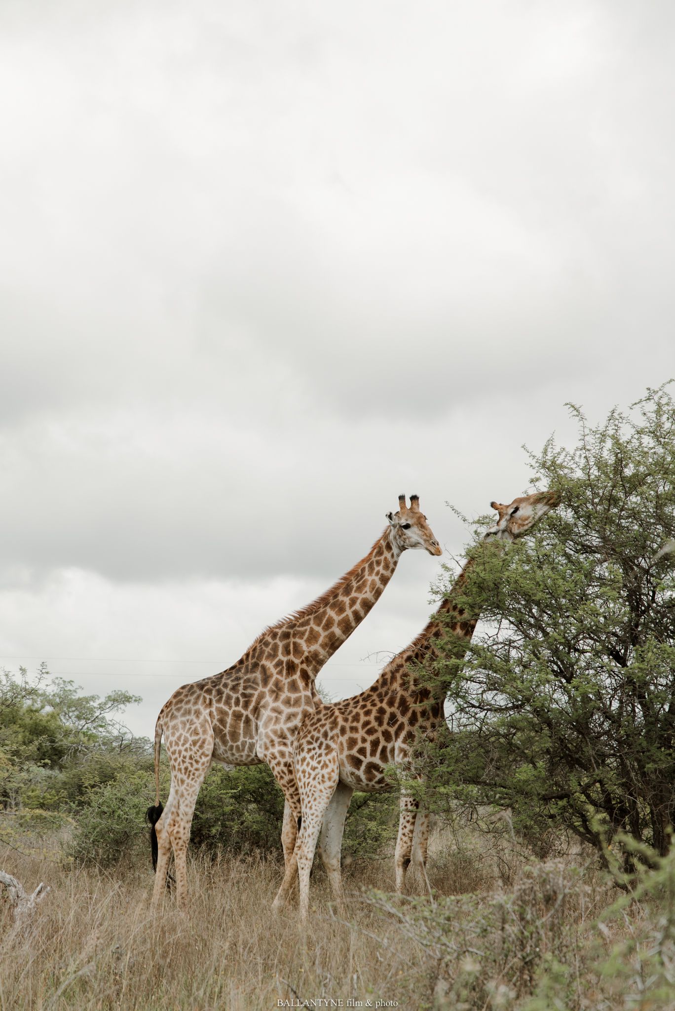 Two giraffes grazing on acacia trees in African savanna grassland under overcast sky.